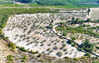 ÇANAKKALE MERKEZ İNTEPE'DE 54 DÖNÜM SATILIK ZEYTİNLİK