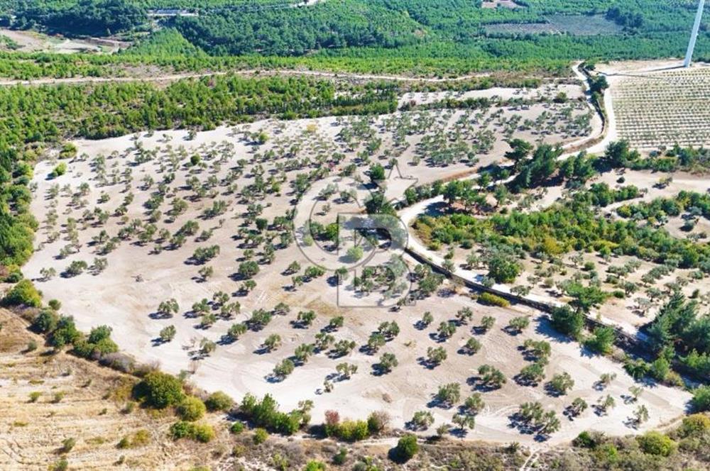 ÇANAKKALE MERKEZ İNTEPE'DE 54 DÖNÜM SATILIK ZEYTİNLİK