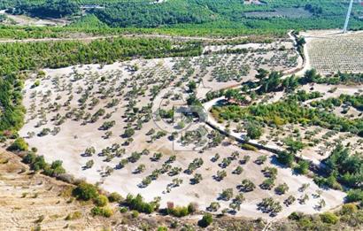 ÇANAKKALE MERKEZ İNTEPE'DE 54 DÖNÜM SATILIK ZEYTİNLİK