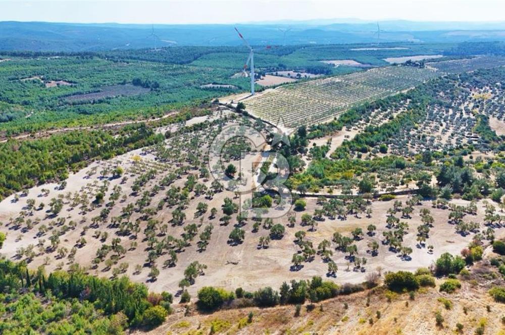 ÇANAKKALE MERKEZ İNTEPE'DE 54 DÖNÜM SATILIK ZEYTİNLİK