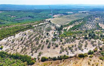 ÇANAKKALE MERKEZ İNTEPE'DE 54 DÖNÜM SATILIK ZEYTİNLİK