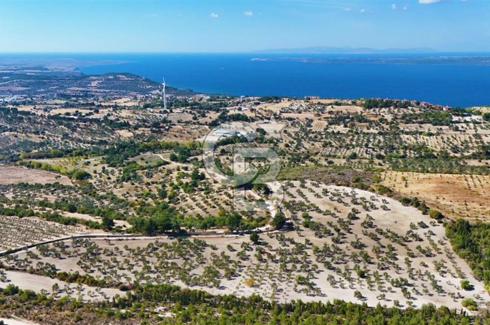 ÇANAKKALE MERKEZ İNTEPE'DE 54 DÖNÜM SATILIK ZEYTİNLİK