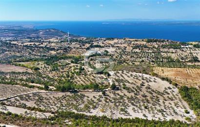 ÇANAKKALE MERKEZ İNTEPE'DE 54 DÖNÜM SATILIK ZEYTİNLİK