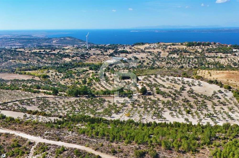 ÇANAKKALE MERKEZ İNTEPE'DE 54 DÖNÜM SATILIK ZEYTİNLİK