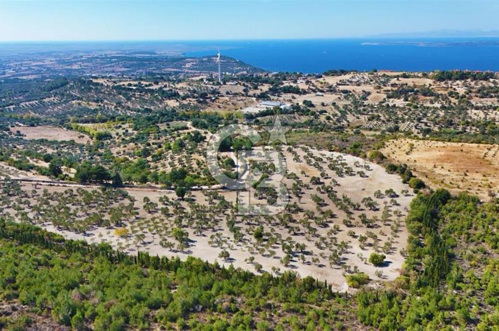 ÇANAKKALE MERKEZ İNTEPE'DE 54 DÖNÜM SATILIK ZEYTİNLİK