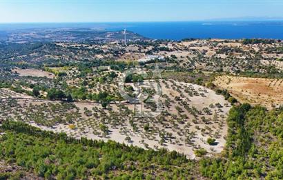 ÇANAKKALE MERKEZ İNTEPE'DE 54 DÖNÜM SATILIK ZEYTİNLİK