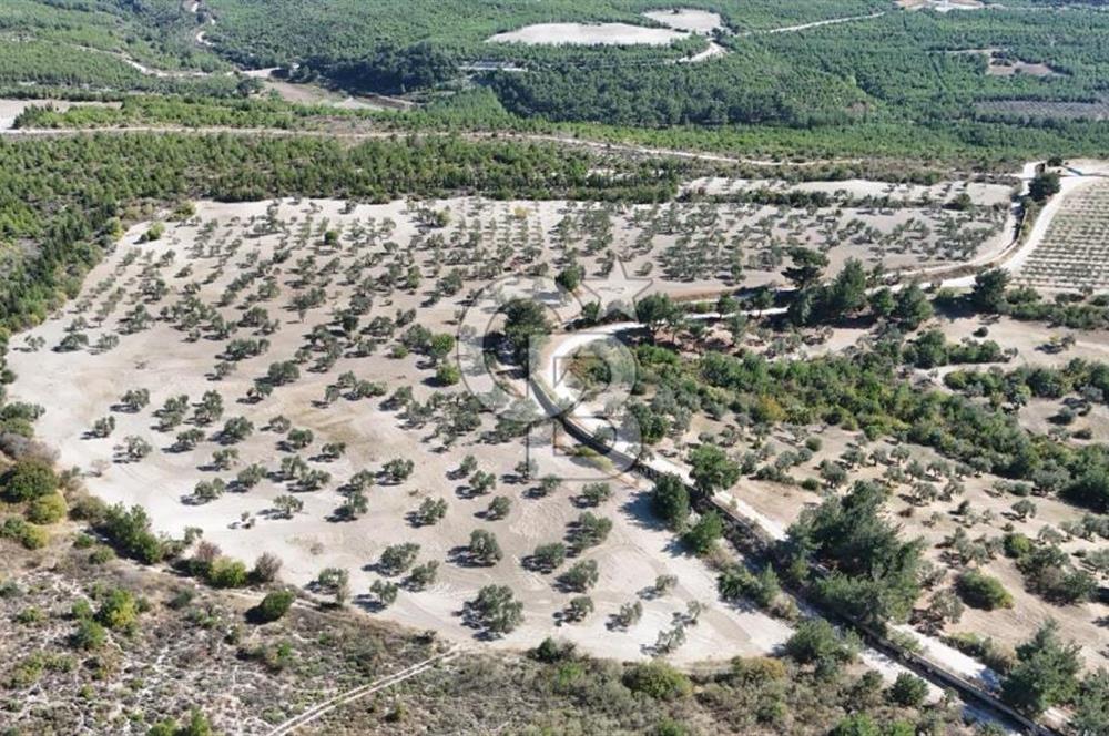 ÇANAKKALE MERKEZ İNTEPE'DE 54 DÖNÜM SATILIK ZEYTİNLİK