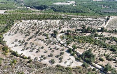 ÇANAKKALE MERKEZ İNTEPE'DE 54 DÖNÜM SATILIK ZEYTİNLİK