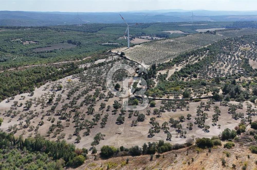 ÇANAKKALE MERKEZ İNTEPE'DE 54 DÖNÜM SATILIK ZEYTİNLİK
