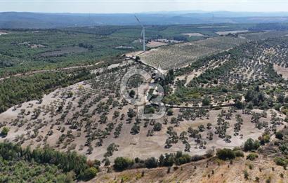 ÇANAKKALE MERKEZ İNTEPE'DE 54 DÖNÜM SATILIK ZEYTİNLİK