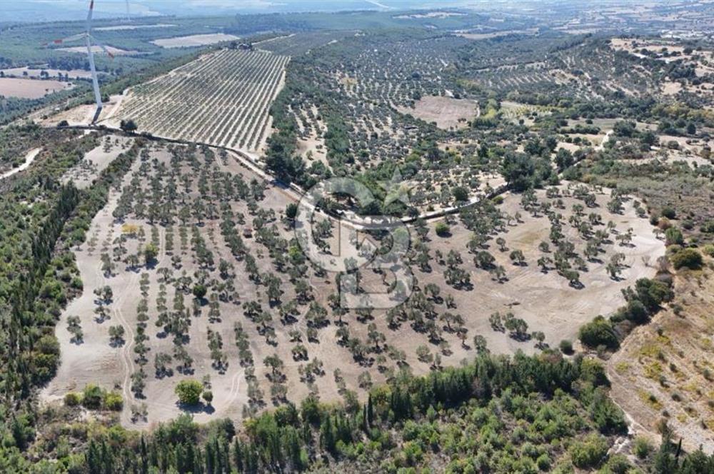 ÇANAKKALE MERKEZ İNTEPE'DE 54 DÖNÜM SATILIK ZEYTİNLİK