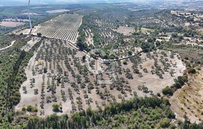 ÇANAKKALE MERKEZ İNTEPE'DE 54 DÖNÜM SATILIK ZEYTİNLİK