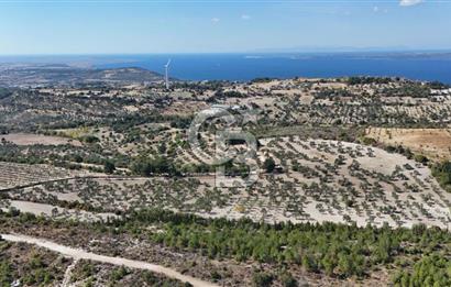 ÇANAKKALE MERKEZ İNTEPE'DE 54 DÖNÜM SATILIK ZEYTİNLİK