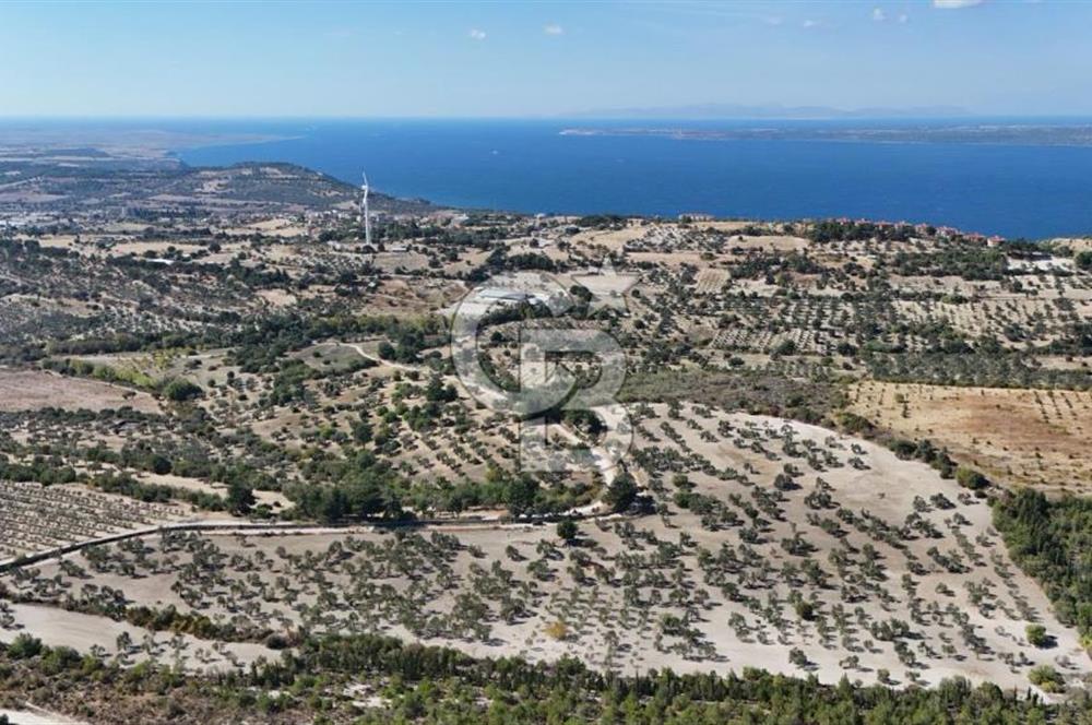 ÇANAKKALE MERKEZ İNTEPE'DE 54 DÖNÜM SATILIK ZEYTİNLİK