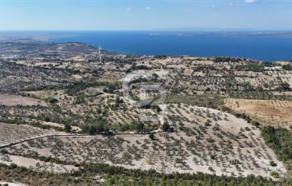 ÇANAKKALE MERKEZ İNTEPE'DE 54 DÖNÜM SATILIK ZEYTİNLİK