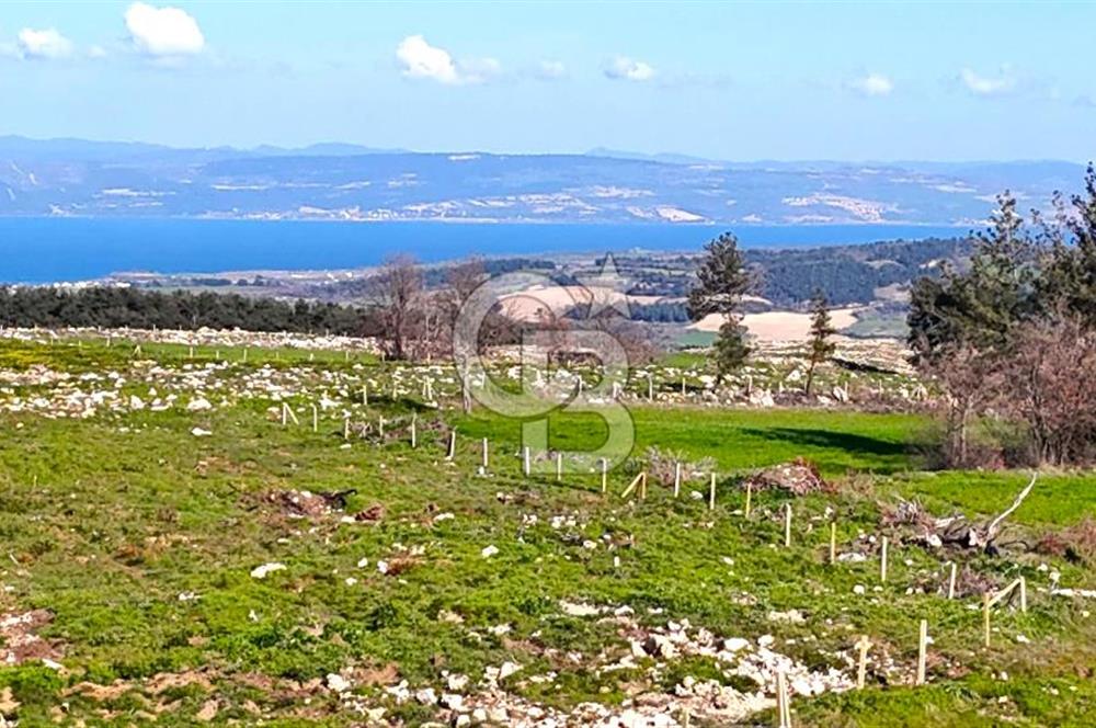 Çanakkale Kızılkeçilide Full Boğaz ve Köprü Manzaralı Tarla