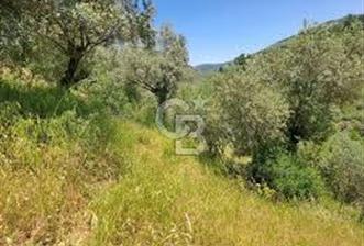 Menderes Efemçukuru 1 dönüm Tarla Yola Sıfır Eğimli - 9 - 337810