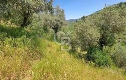 Menderes Efemçukuru 1 dönüm Tarla Yola Sıfır Eğimli