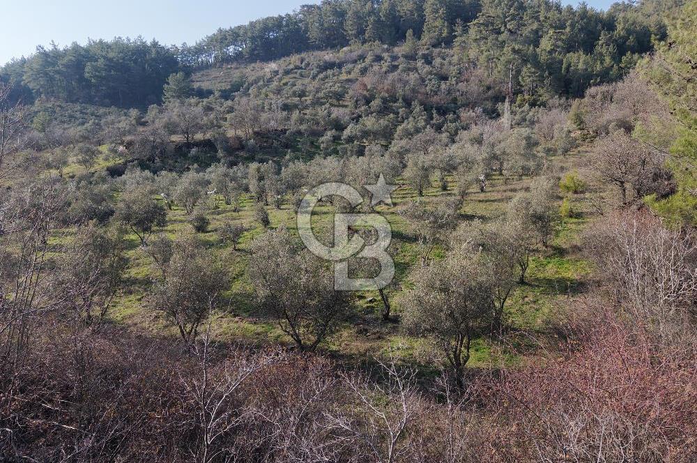 Menteşe, Yerkesik Yeniköy’de Satılık 13.551 m² Zeytinli Tarla 