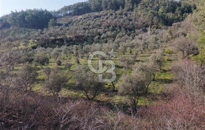 Menteşe, Yerkesik Yeniköy’de Satılık 13.551 m² Zeytinli Tarla 