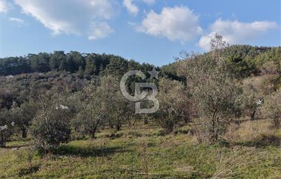 Menteşe, Yerkesik Yeniköy’de Satılık 13.551 m² Zeytinli Tarla 