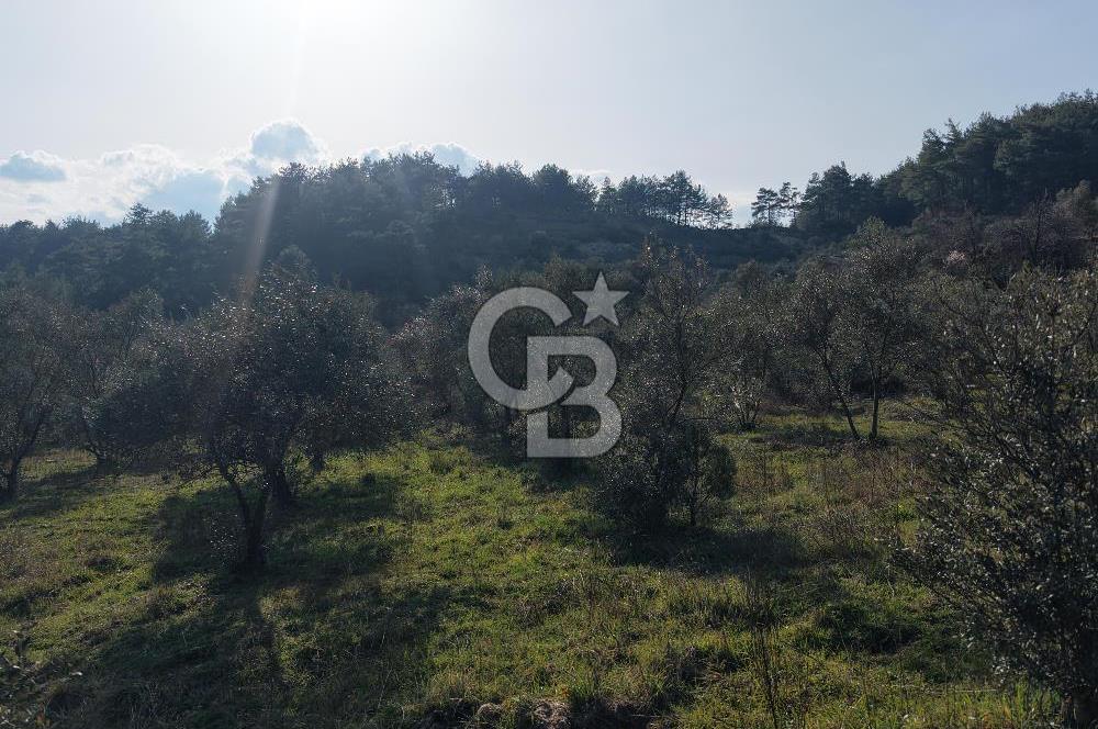 Menteşe, Yerkesik Yeniköy’de Satılık 13.551 m² Zeytinli Tarla 