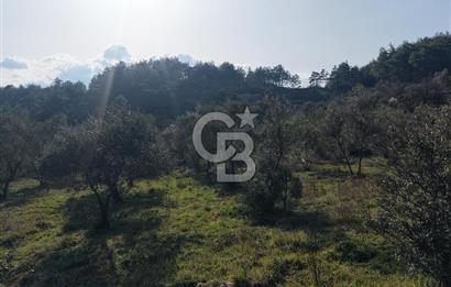 Menteşe, Yerkesik Yeniköy’de Satılık 13.551 m² Zeytinli Tarla 