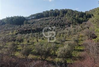 Menteşe, Yerkesik Yeniköy’de Satılık 13.551 m² Zeytinli Tarla  - 6 - 337866