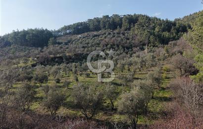 Menteşe, Yerkesik Yeniköy’de Satılık 13.551 m² Zeytinli Tarla 