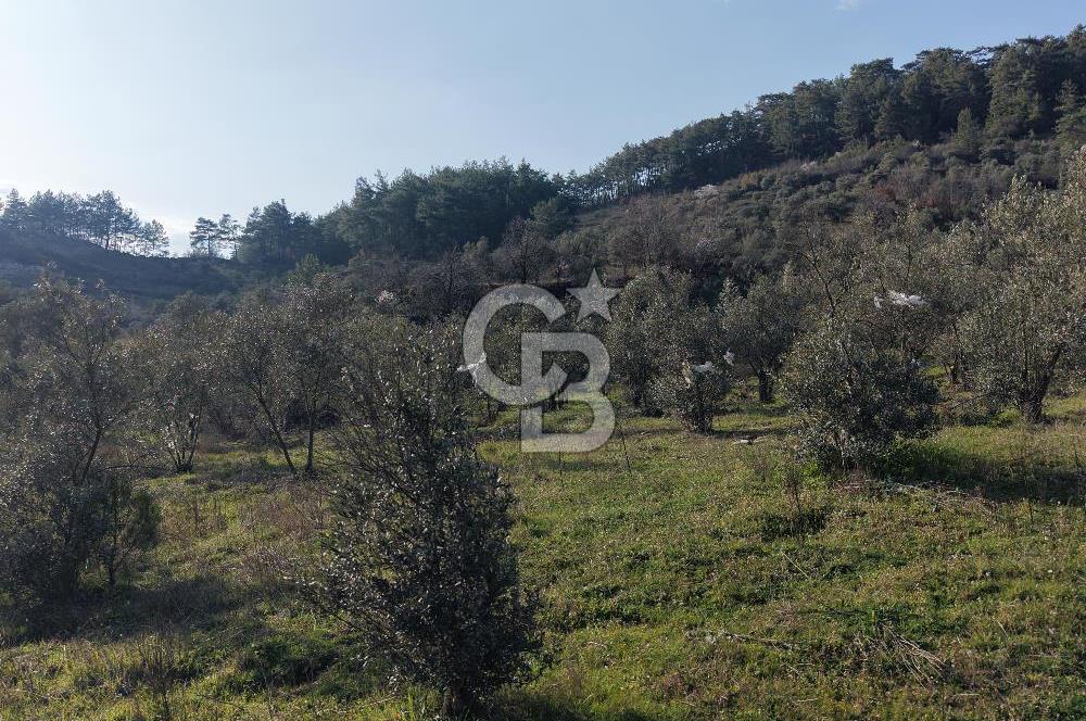 Menteşe, Yerkesik Yeniköy’de Satılık 13.551 m² Zeytinli Tarla 