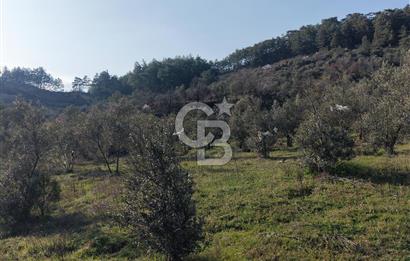 Menteşe, Yerkesik Yeniköy’de Satılık 13.551 m² Zeytinli Tarla 