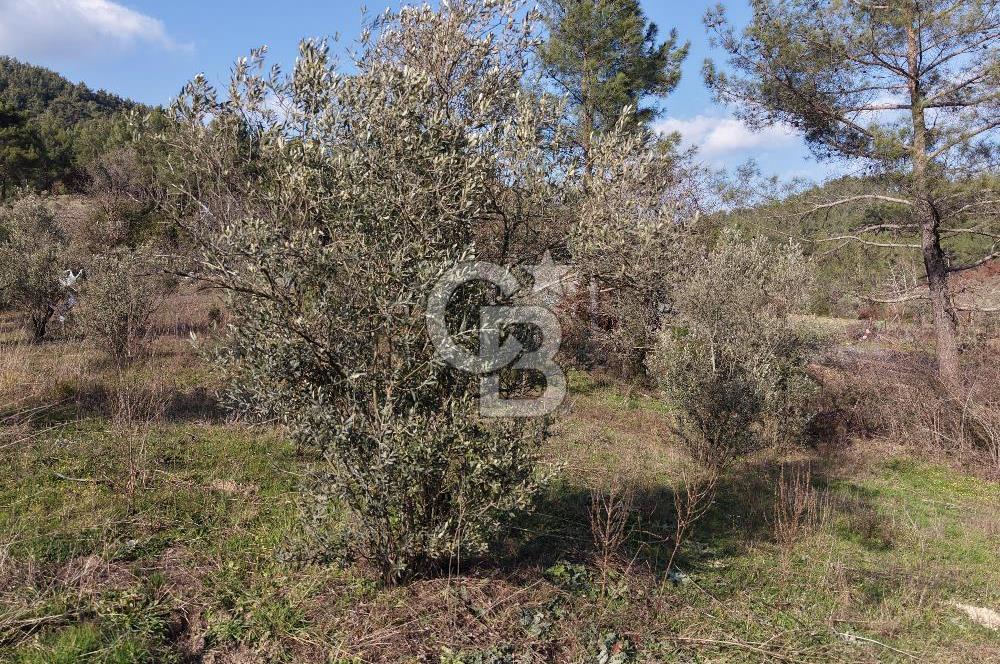 Menteşe, Yerkesik Yeniköy’de Satılık 13.551 m² Zeytinli Tarla 