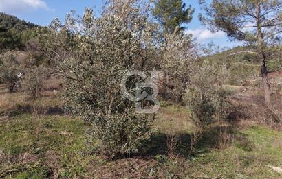 Menteşe, Yerkesik Yeniköy’de Satılık 13.551 m² Zeytinli Tarla 