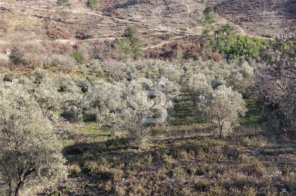 Menteşe, Yerkesik Yeniköy’de Satılık 13.551 m² Zeytinli Tarla 