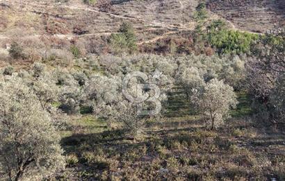 Menteşe, Yerkesik Yeniköy’de Satılık 13.551 m² Zeytinli Tarla 