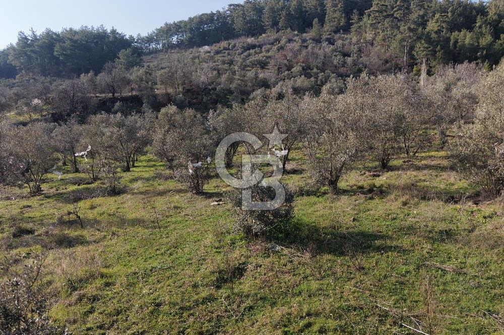 Menteşe, Yerkesik Yeniköy’de Satılık 13.551 m² Zeytinli Tarla 