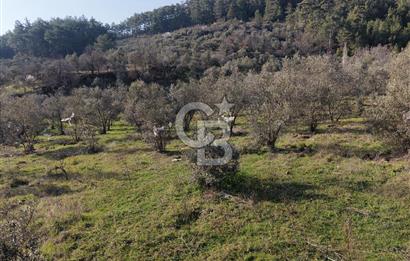 Menteşe, Yerkesik Yeniköy’de Satılık 13.551 m² Zeytinli Tarla 