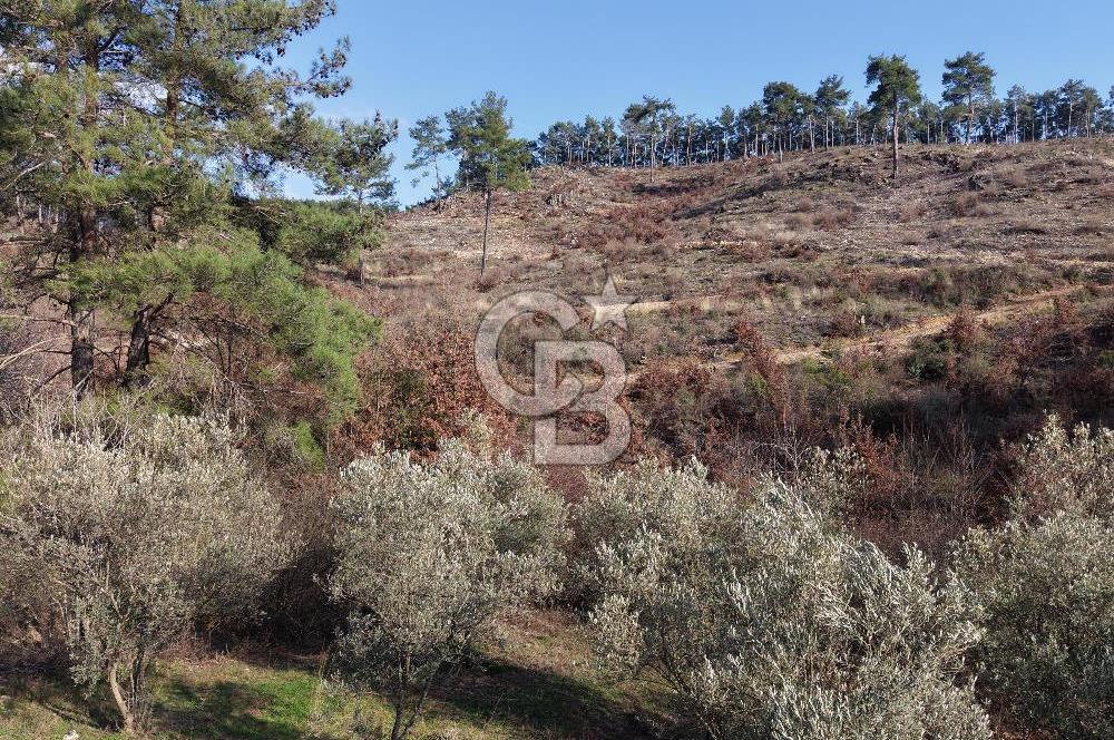 Menteşe, Yerkesik Yeniköy’de Satılık 13.551 m² Zeytinli Tarla 