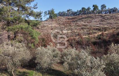 Menteşe, Yerkesik Yeniköy’de Satılık 13.551 m² Zeytinli Tarla 