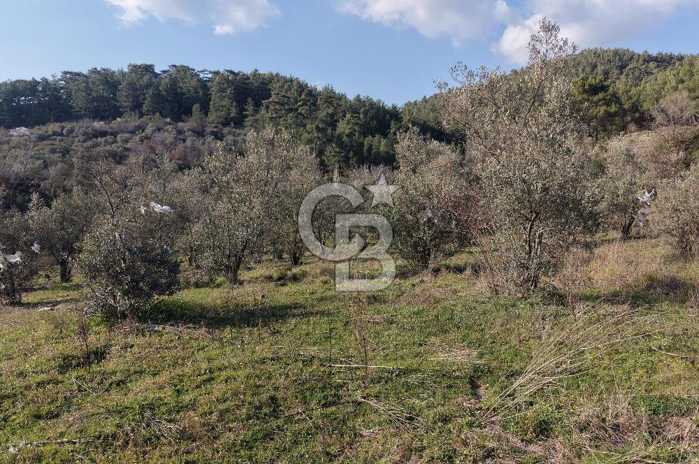 Menteşe, Yerkesik Yeniköy’de Satılık 13.551 m² Zeytinli Tarla 