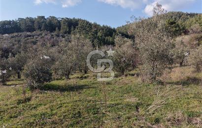 Menteşe, Yerkesik Yeniköy’de Satılık 13.551 m² Zeytinli Tarla 