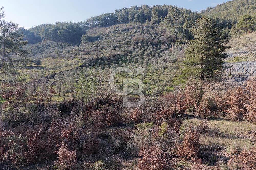 Menteşe, Yerkesik Yeniköy’de Satılık 13.551 m² Zeytinli Tarla 