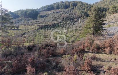 Menteşe, Yerkesik Yeniköy’de Satılık 13.551 m² Zeytinli Tarla 