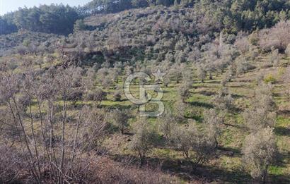Menteşe, Yerkesik Yeniköy’de Satılık 13.551 m² Zeytinli Tarla 