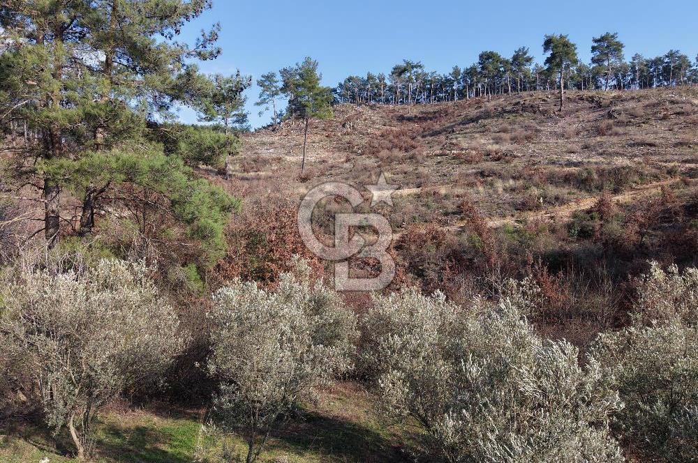 Menteşe, Yerkesik Yeniköy’de Satılık 13.551 m² Zeytinli Tarla 