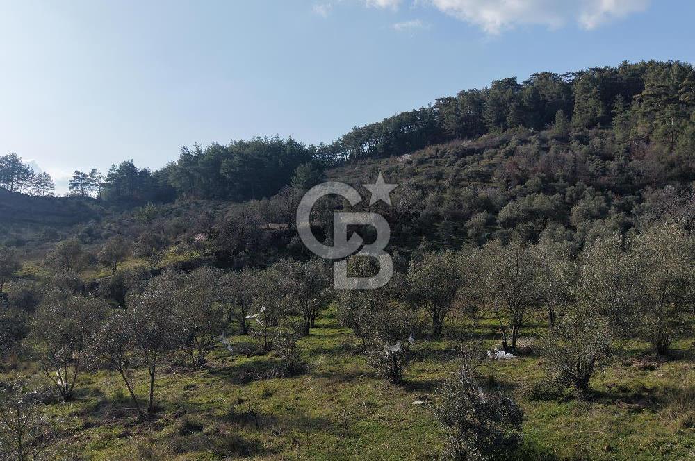 Menteşe, Yerkesik Yeniköy’de Satılık 13.551 m² Zeytinli Tarla 