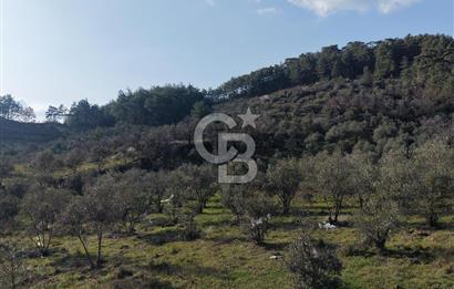 Menteşe, Yerkesik Yeniköy’de Satılık 13.551 m² Zeytinli Tarla 