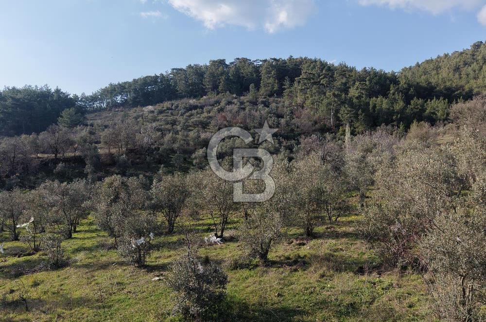 Menteşe, Yerkesik Yeniköy’de Satılık 13.551 m² Zeytinli Tarla 