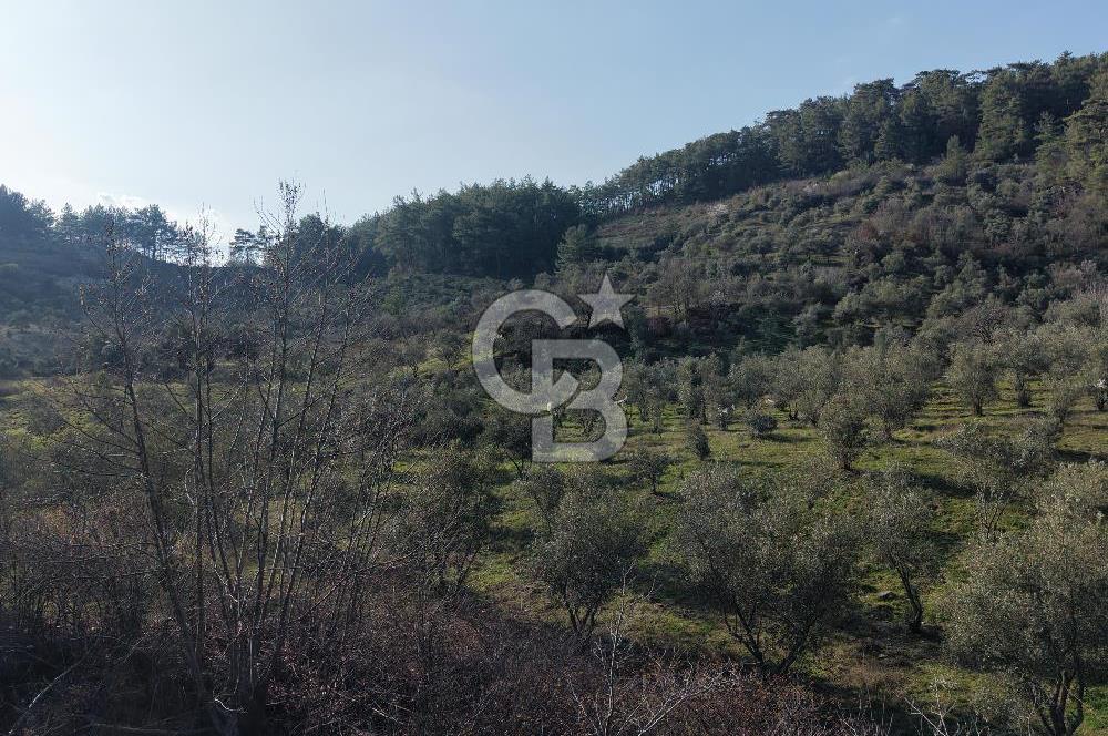 Menteşe, Yerkesik Yeniköy’de Satılık 13.551 m² Zeytinli Tarla 