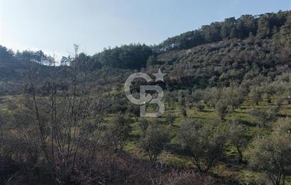 Menteşe, Yerkesik Yeniköy’de Satılık 13.551 m² Zeytinli Tarla 